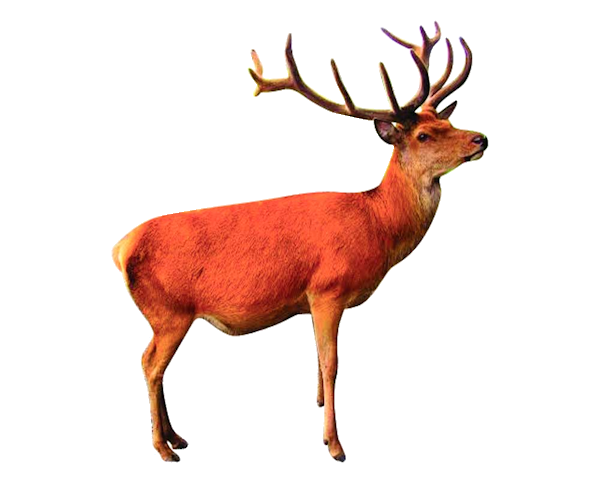 Red Deer